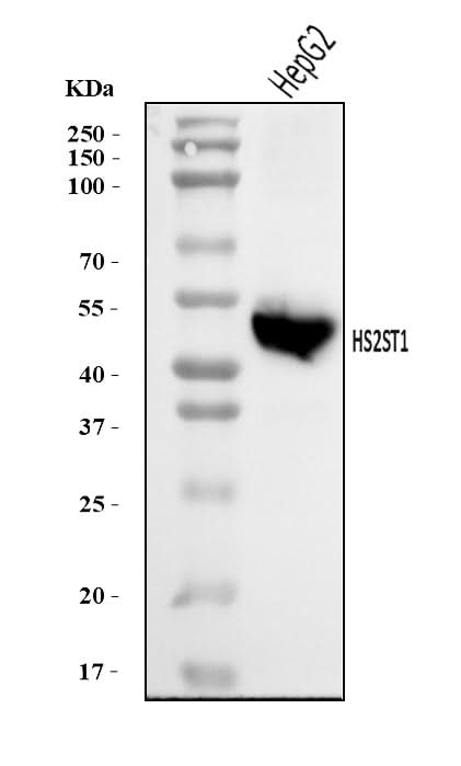 Anti-HS2ST1 Antibody Picoband® Boster Bio
