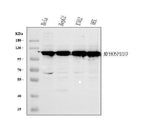 Anti-MPHOSPH10 Antibody Picoband® Boster Bio