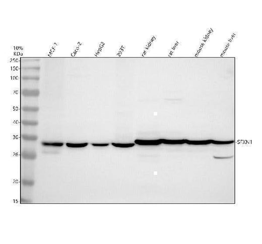 Anti-SFXN1 Antibody Picoband® Boster Bio