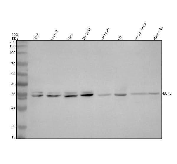 Anti-EURL Antibody Picoband® Boster Bio