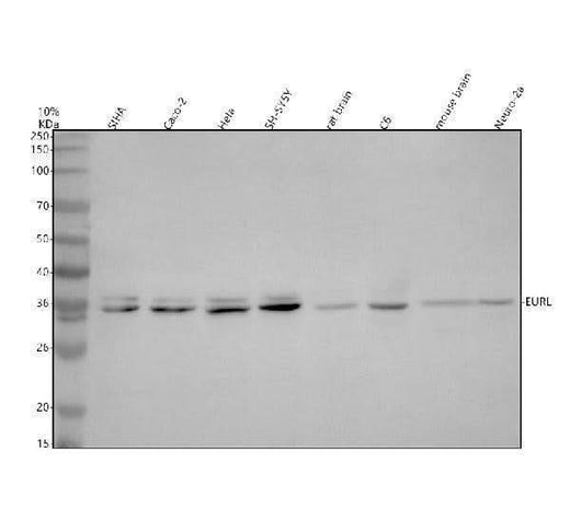 Anti-EURL Antibody Picoband® Boster Bio