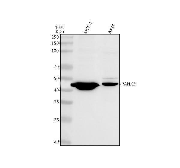 Anti-PANX3 Antibody Picoband® Boster Bio