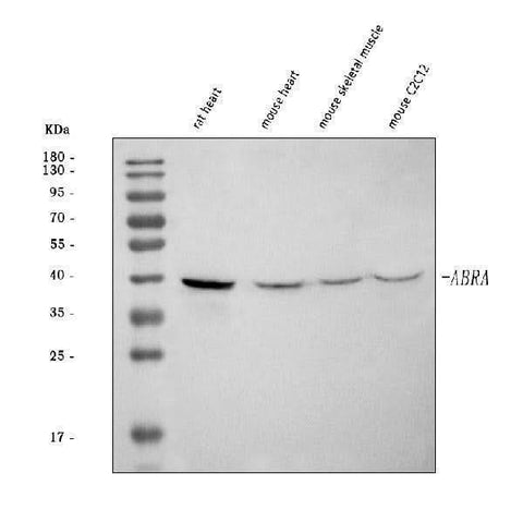 Anti-ABRA Antibody Picoband® Boster Bio