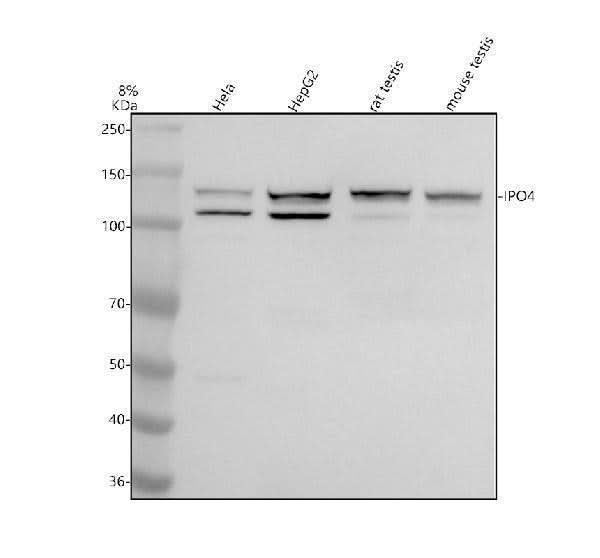 Anti-IPO4 Antibody Picoband® Boster Bio