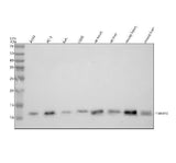 Anti-TIM10/TIMM10 Antibody Picoband® Boster Bio