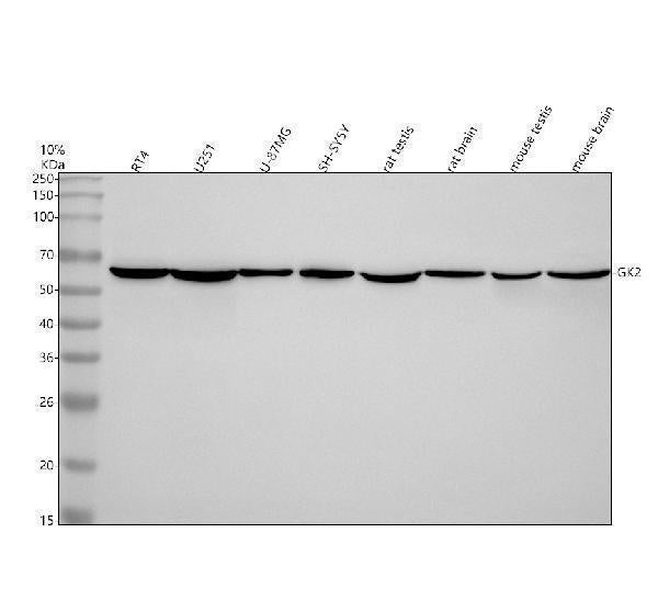 Anti-GK2 Antibody Picoband® Boster Bio