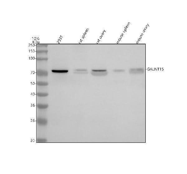 Anti-GALNT15 Antibody Picoband® Boster Bio