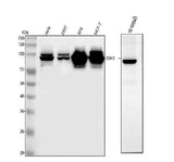 Anti-SSH3 Antibody Picoband® Boster Bio