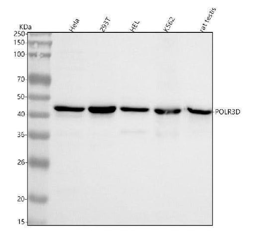 Anti-POLR3D Antibody Picoband® Boster Bio
