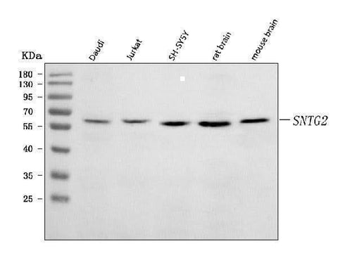 Anti-SNTG2 Antibody Picoband® Boster Bio