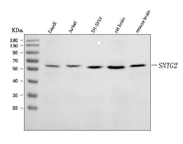 Anti-SNTG2 Antibody Picoband® Boster Bio