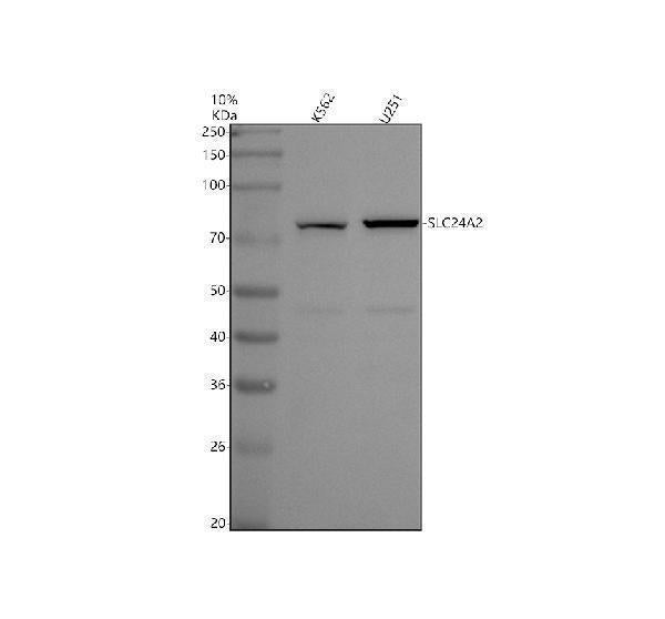 Anti-SLC24A2 Antibody Picoband® Boster Bio