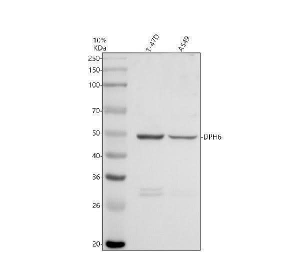 Anti-DPH6 Antibody Picoband® Boster Bio
