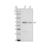 Anti-DPH6 Antibody Picoband® Boster Bio