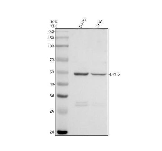 Anti-DPH6 Antibody Picoband® Boster Bio