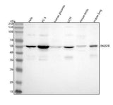 Anti-RASSF8 Antibody Picoband® Boster Bio