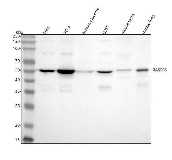 Anti-RASSF8 Antibody Picoband® Boster Bio