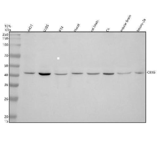 Anti-CBX6 Antibody Picoband® Boster Bio