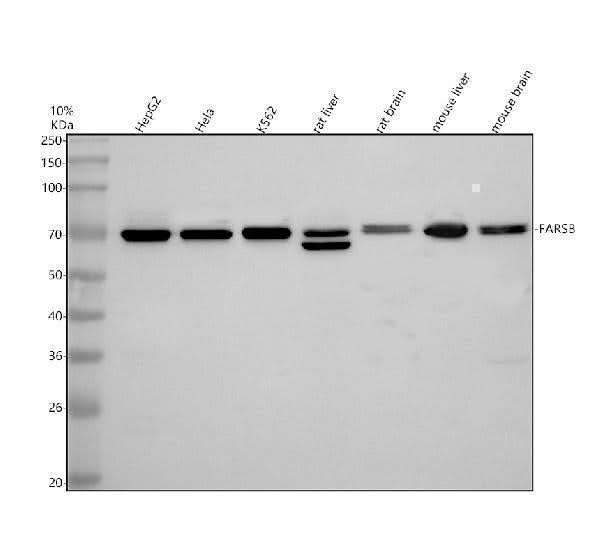 Anti-FARSB Antibody Picoband® Boster Bio