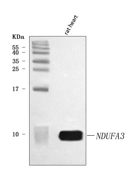 Anti-NDUFA3 Antibody Picoband® Boster Bio