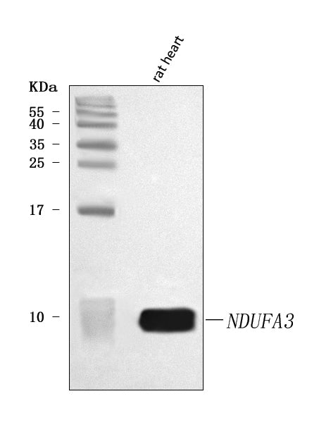 Anti-NDUFA3 Antibody Picoband® Boster Bio