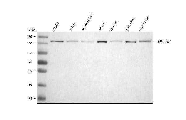 Anti-OPLAH Antibody Picoband® Boster Bio