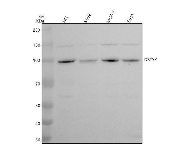 Anti-DSTYK Antibody Picoband® Boster Bio
