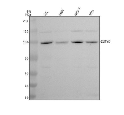 Anti-DSTYK Antibody Picoband® Boster Bio