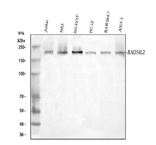 Anti-RAD54L2 Antibody Picoband® Boster Bio
