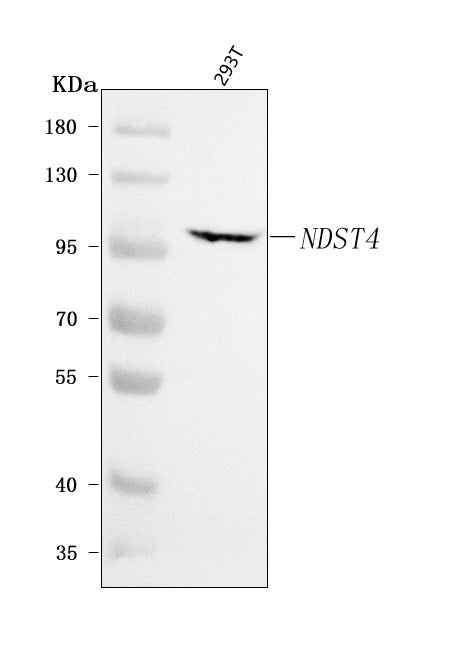 Anti-NDST4 Antibody Picoband® Boster Bio