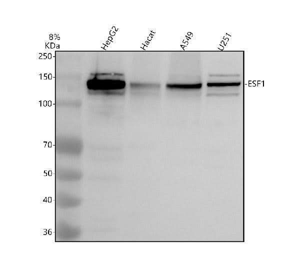 Anti-ESF1 Antibody Picoband® Boster Bio