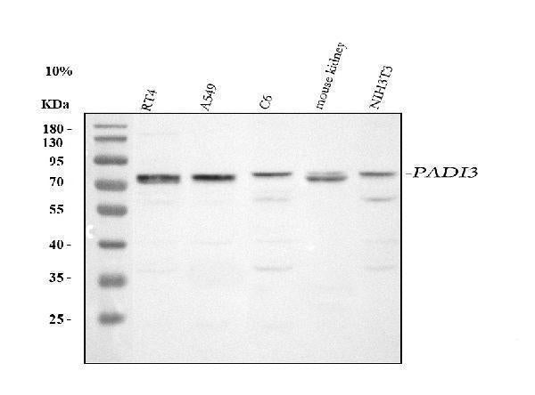 Anti-PADI3 Antibody Picoband® Boster Bio