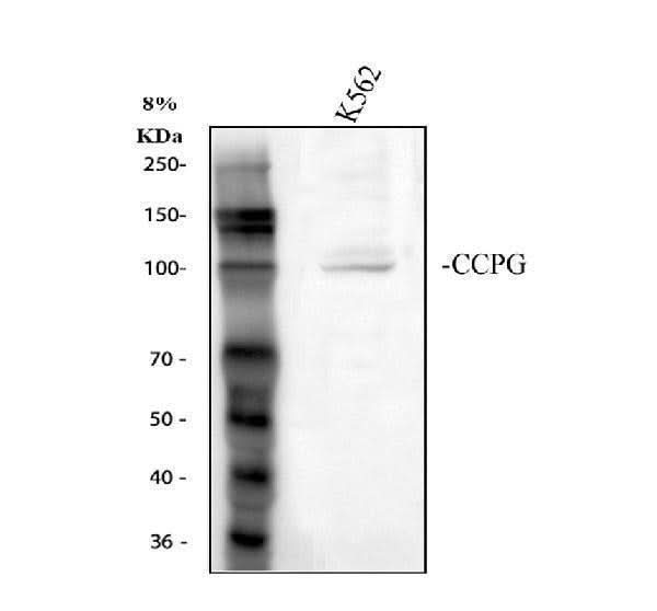 Anti-CCPG1 Antibody Picoband® Boster Bio