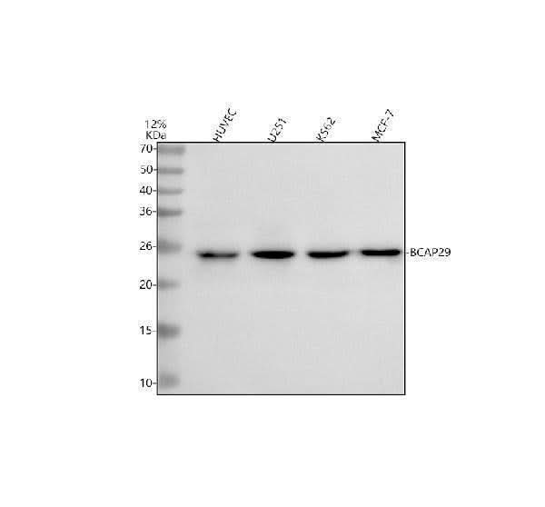 Anti-BAP29/BCAP29 Antibody Picoband® Boster Bio