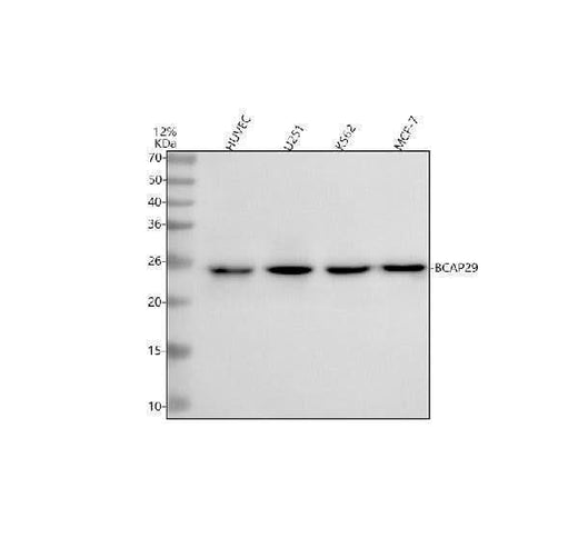 Anti-BAP29/BCAP29 Antibody Picoband® Boster Bio