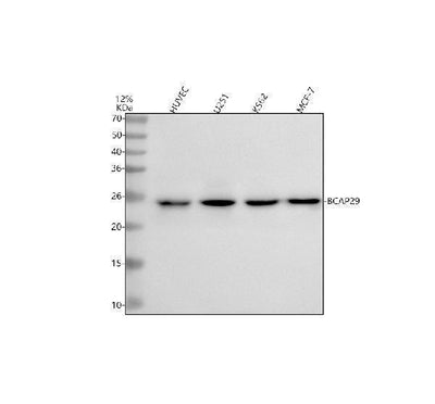 Anti-BAP29/BCAP29 Antibody Picoband® Boster Bio