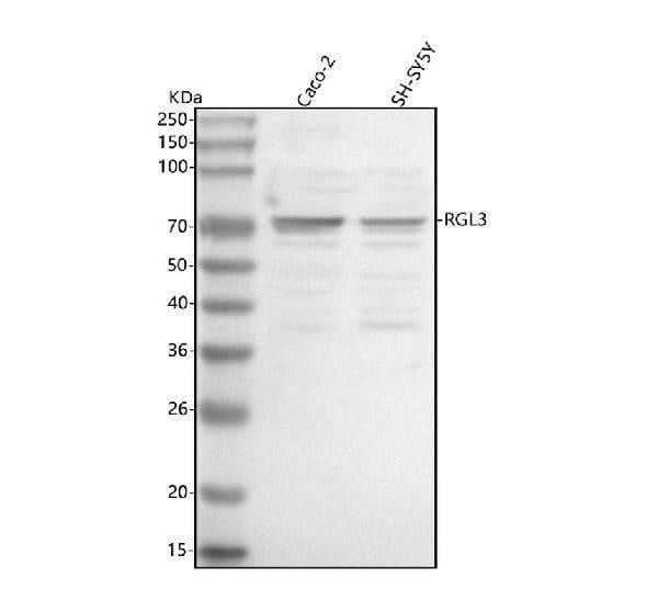 Anti-RGL3 Antibody Picoband® Boster Bio