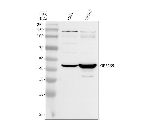 Anti-GPR139 Antibody Picoband® Boster Bio