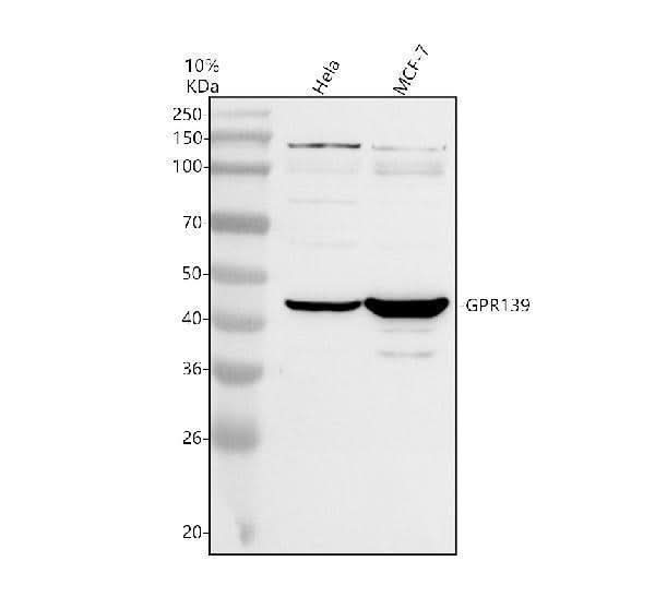 Anti-GPR139 Antibody Picoband® Boster Bio