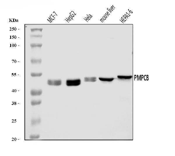 Anti-MPPB/PMPCB Antibody Picoband® Boster Bio