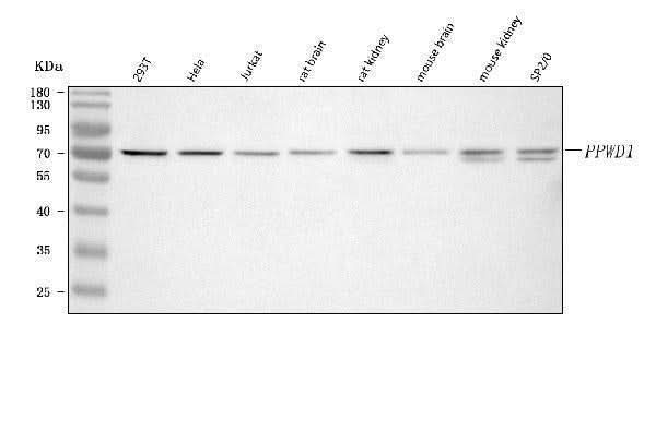 Anti-PPWD1 Antibody Picoband® Boster Bio