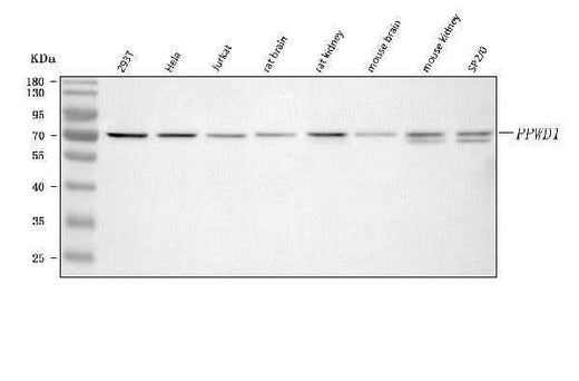 Anti-PPWD1 Antibody Picoband® Boster Bio