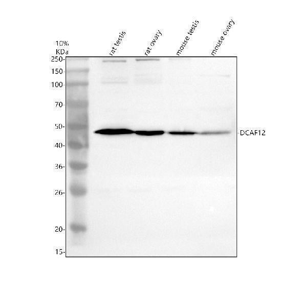 Anti-DCAF12 Antibody Picoband® Boster Bio