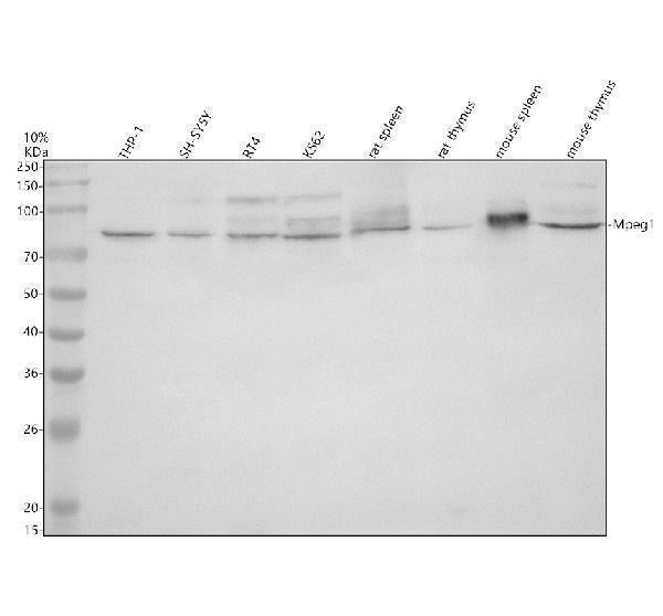 Anti-MPEG1 Antibody Picoband® Boster Bio