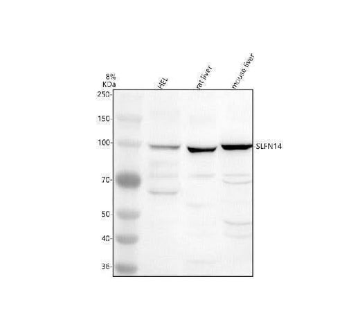 Anti-SLFN14 Antibody Picoband® Boster Bio