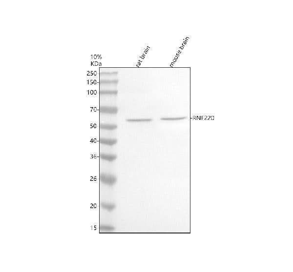 Anti-RNF220 Antibody Picoband® Boster Bio