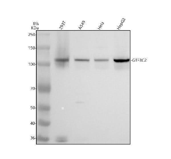 Anti-GTF3C2 Antibody Picoband® Boster Bio