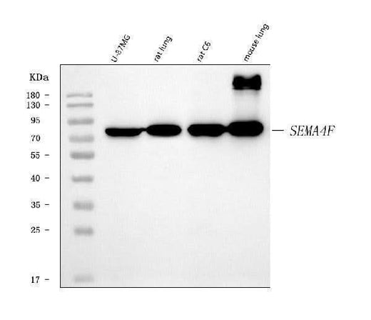 Anti-SEMA4F Antibody Picoband® Boster Bio