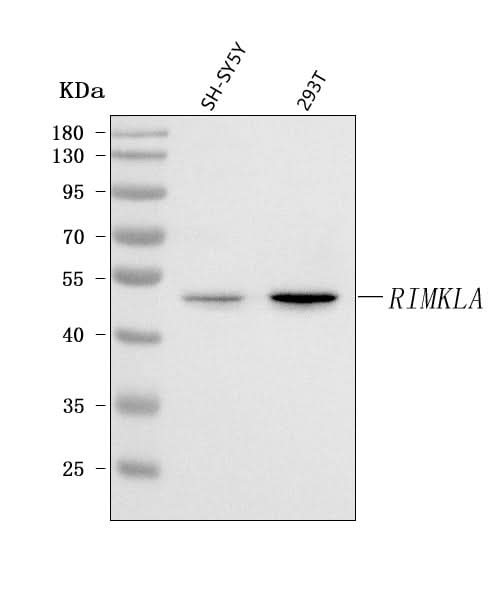 Anti-RIMKLA Antibody Picoband® Boster Bio