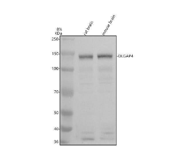 Anti-DLGAP4 Antibody Picoband® Boster Bio